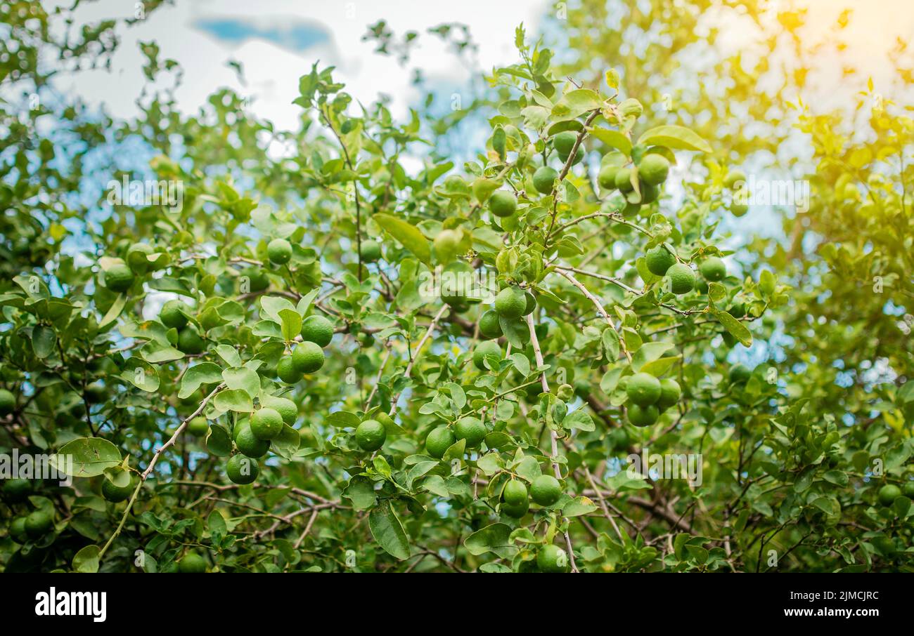 Ernte von grünen Zitronen, die an den Zweigen hängen. Grüne Zitronen auf einem Zweig mit Hintergrund von Zitronen aus Fokus, unreife Zitronen in einem Garten mit Stockfoto