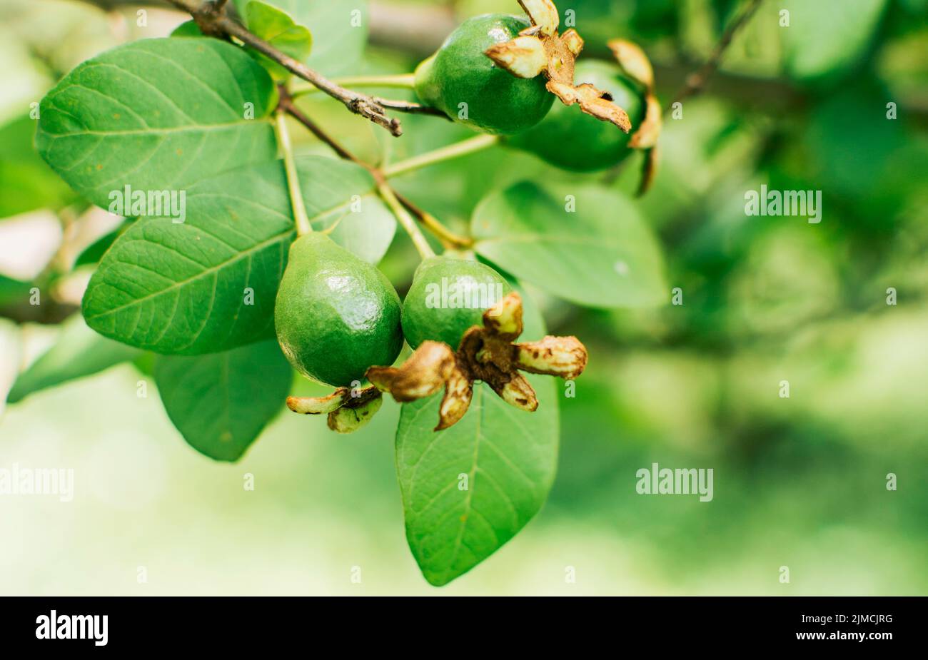 Ein Paar kleine wachsende Guavas, die an einem Ast hängen, ein neues Guava-Erntekonzept, frische Guavas, die an einem sonnigen Tag an einem Ast hängen Stockfoto