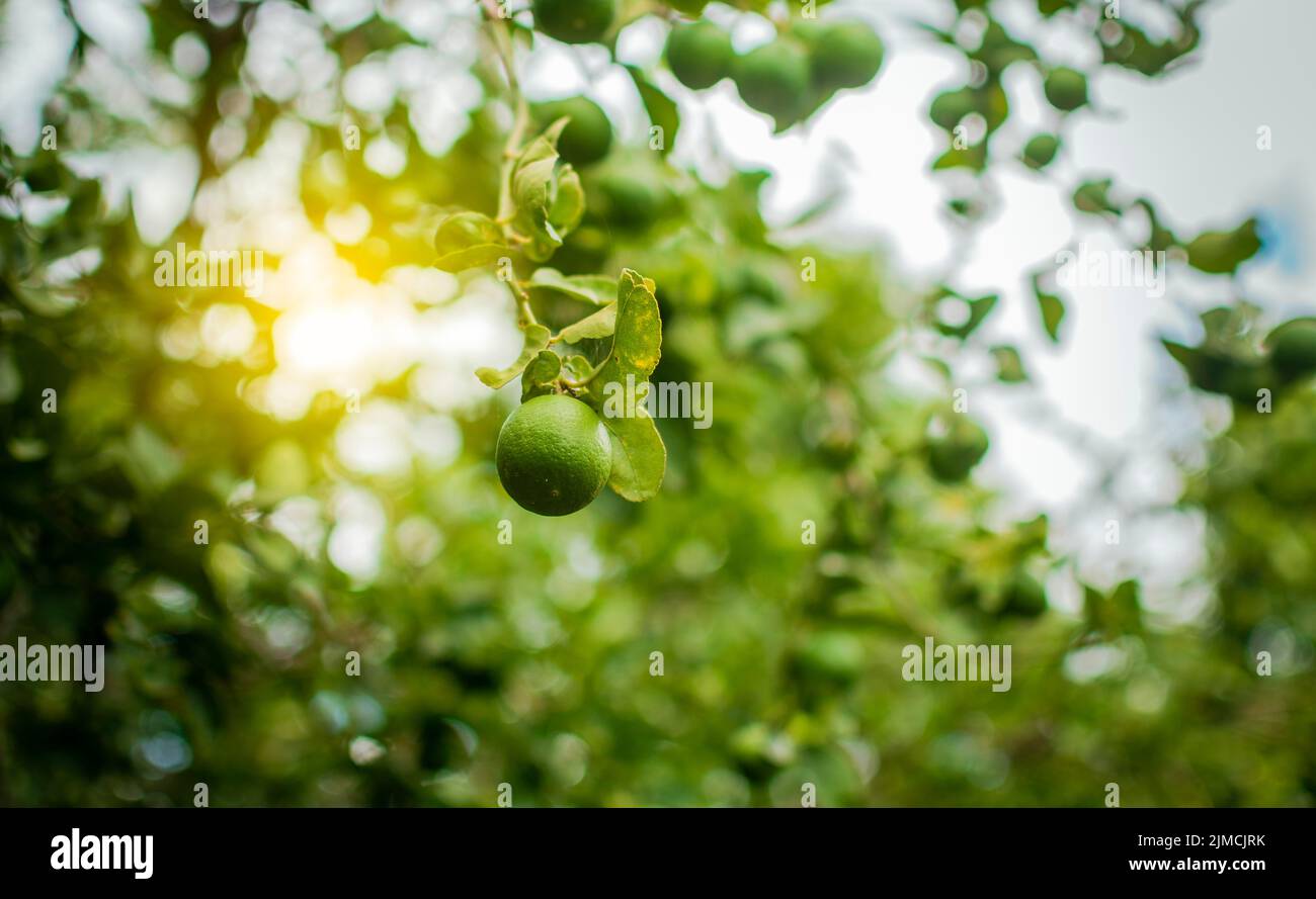 Unreife Zitronen in einem Garten mit Zitronen Hintergrund, Ernte von grünen Zitronen hängen an den Zweigen. Grüne Zitronen auf einem Zweig mit Hintergrund von Zitronen Stockfoto