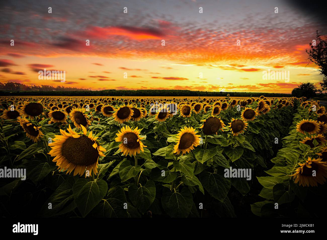 Sonnenblume (Helianthus annuus) im Sonnenblumenfeld, Plattensee, Ungarn Stockfoto