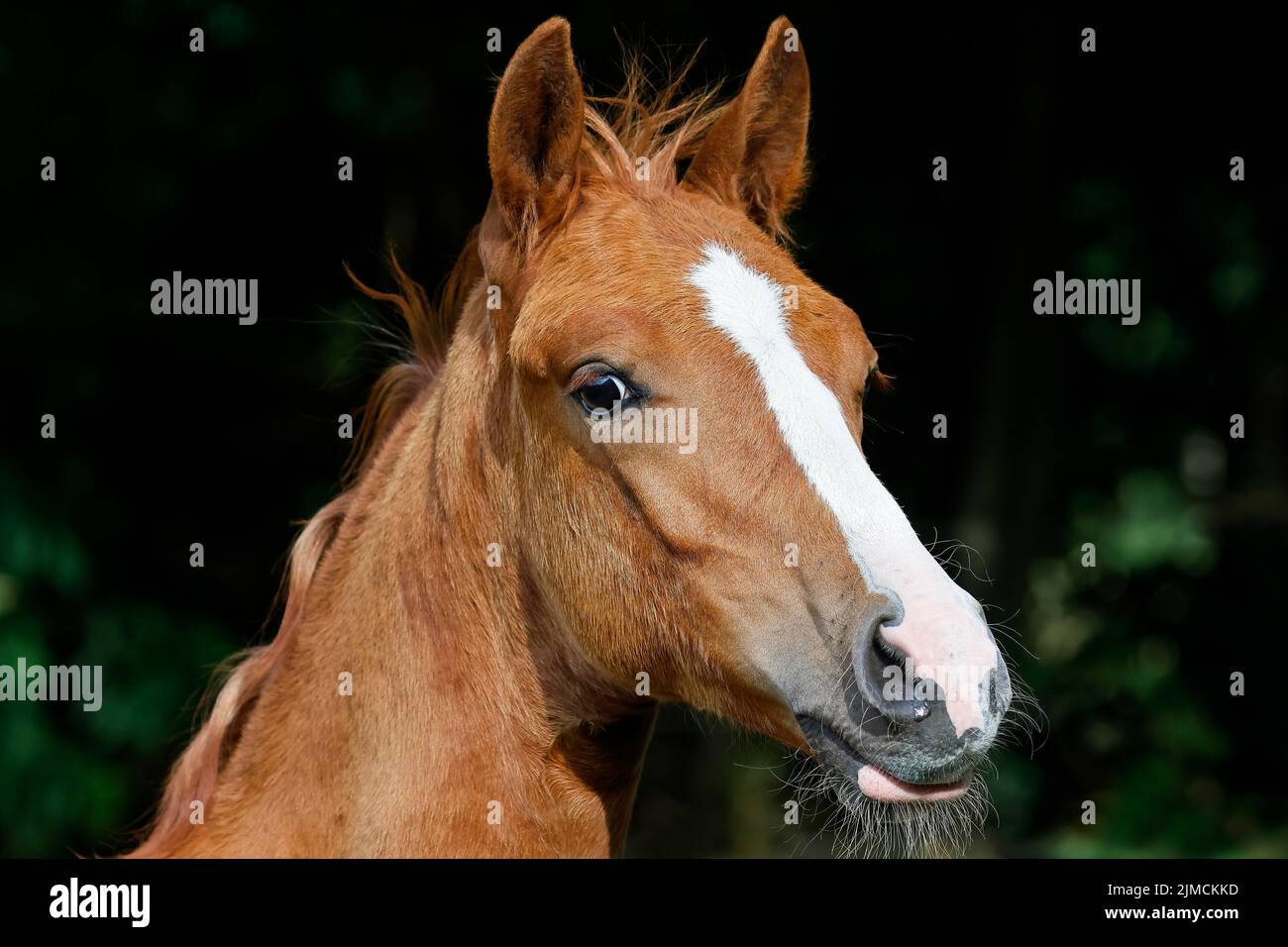 Jungtierpferd (Equus caballus), Fohlen sieht neugierig aus, Tierkind, Tierportrait, Schleswig-Holstein, Deutschland Stockfoto