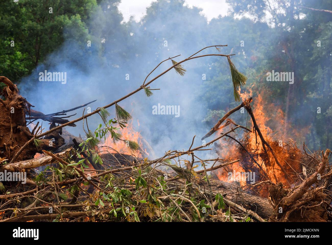 Wälder werden entwurzelt und verbrannt, wenn es notwendig ist, Land für Bauzwecke zu erschließen. Stockfoto