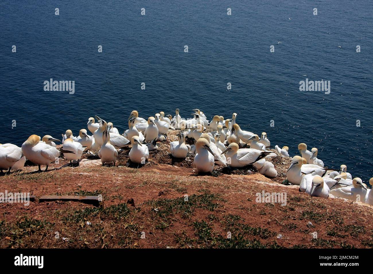 Brütende Tölpel auf dem Guillemotsgestein von Helgoland Stockfoto