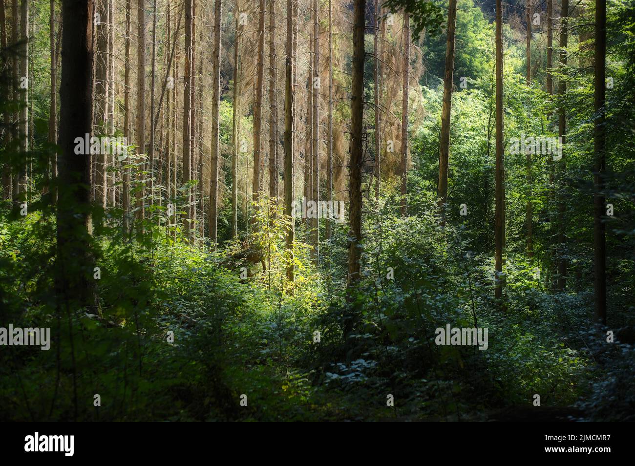 Waldkiese in Geisenheim, Rheingau, Taunus, Hessen, Deutschland Stockfoto