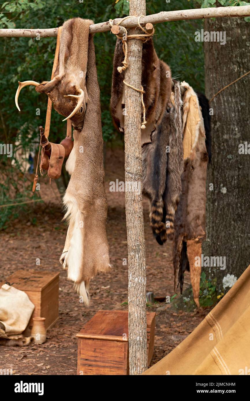 Tierhäute, darunter Hirsche und Waschbären, die während der Frontier Days in Wetumpka Alabama, USA, an einer Holzpfufe in einer Ausstellung der amerikanischen Ureinwohner hängen. Stockfoto