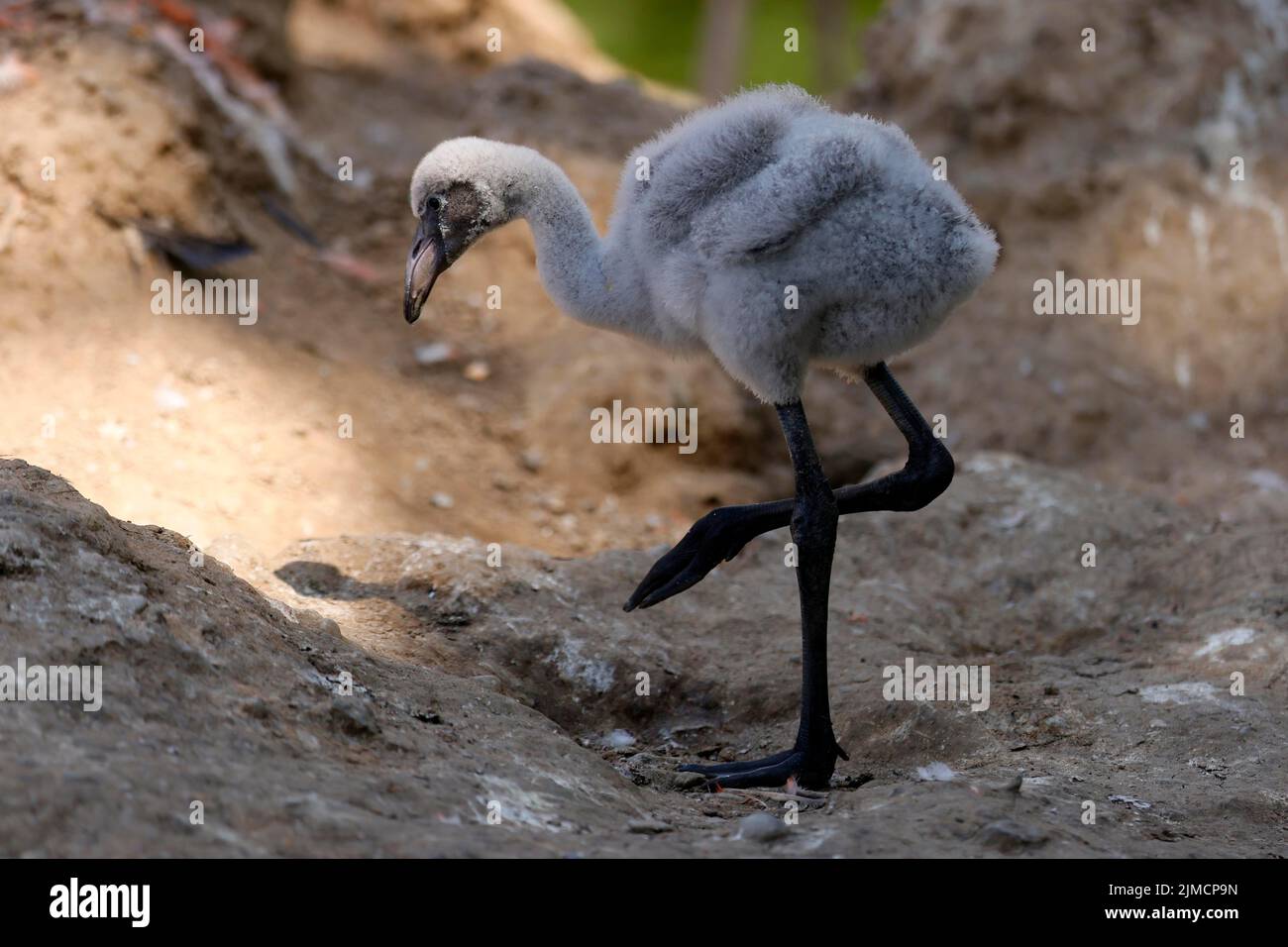 American Flamingo (Phoenicopterus ruber) Küken, gefangen Stockfoto