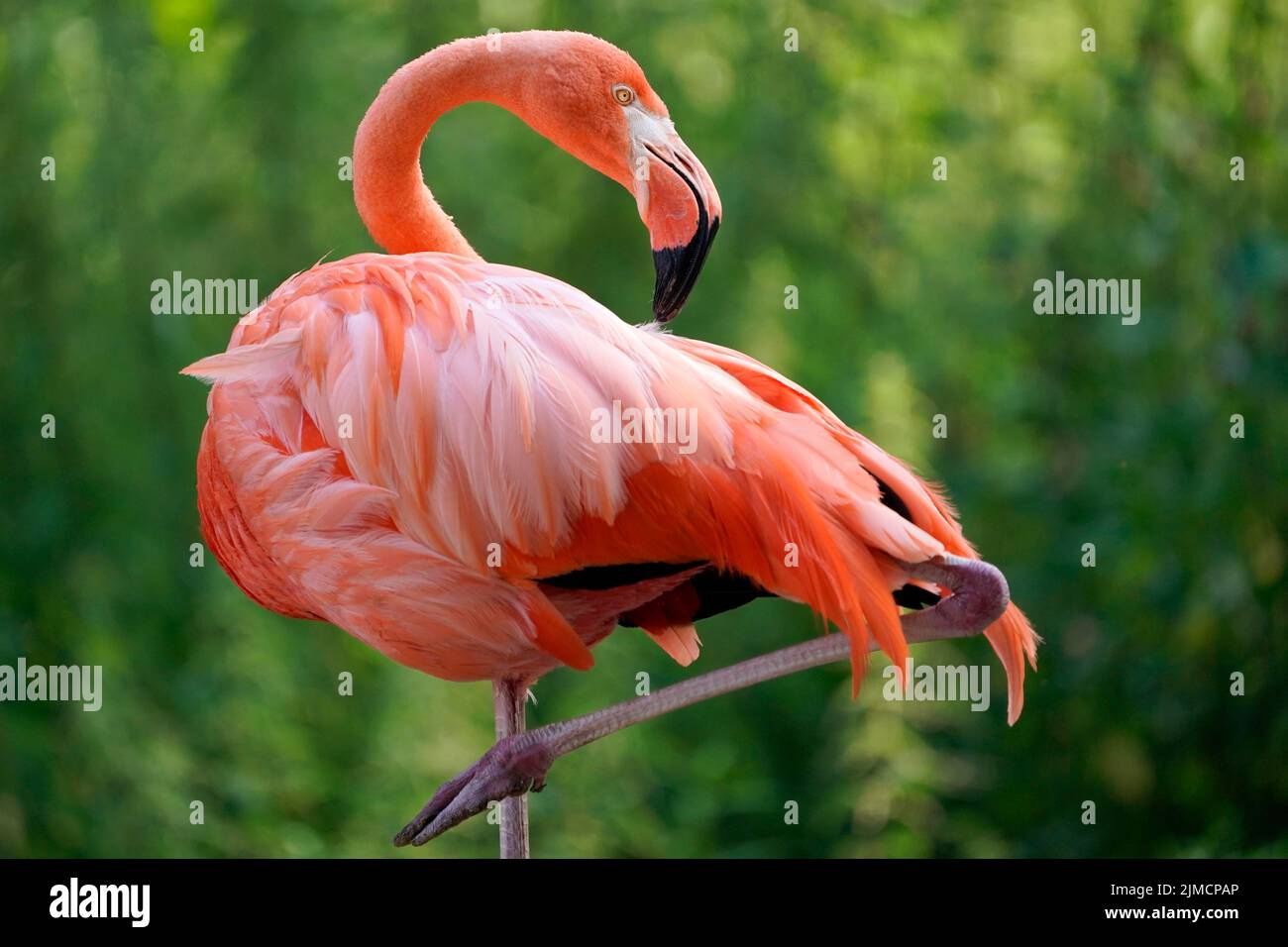 Amerikanischer Flamingo (Phoenicopterus ruber) stehend, gefangen Stockfoto