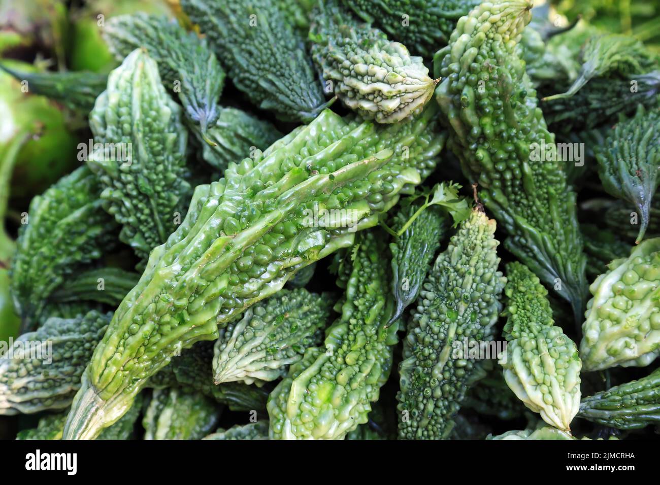 Balsambirne, bittere Frühlingsgurke, bittere Gurken oder Bittermelone auf dem Mani Sithu Markt. Nyaung-U, Myanmar Stockfoto