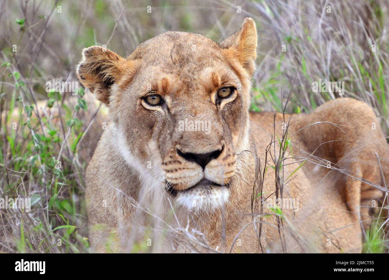 Junge Löwin, Hlane Royal National Park, Swasiland Stockfoto