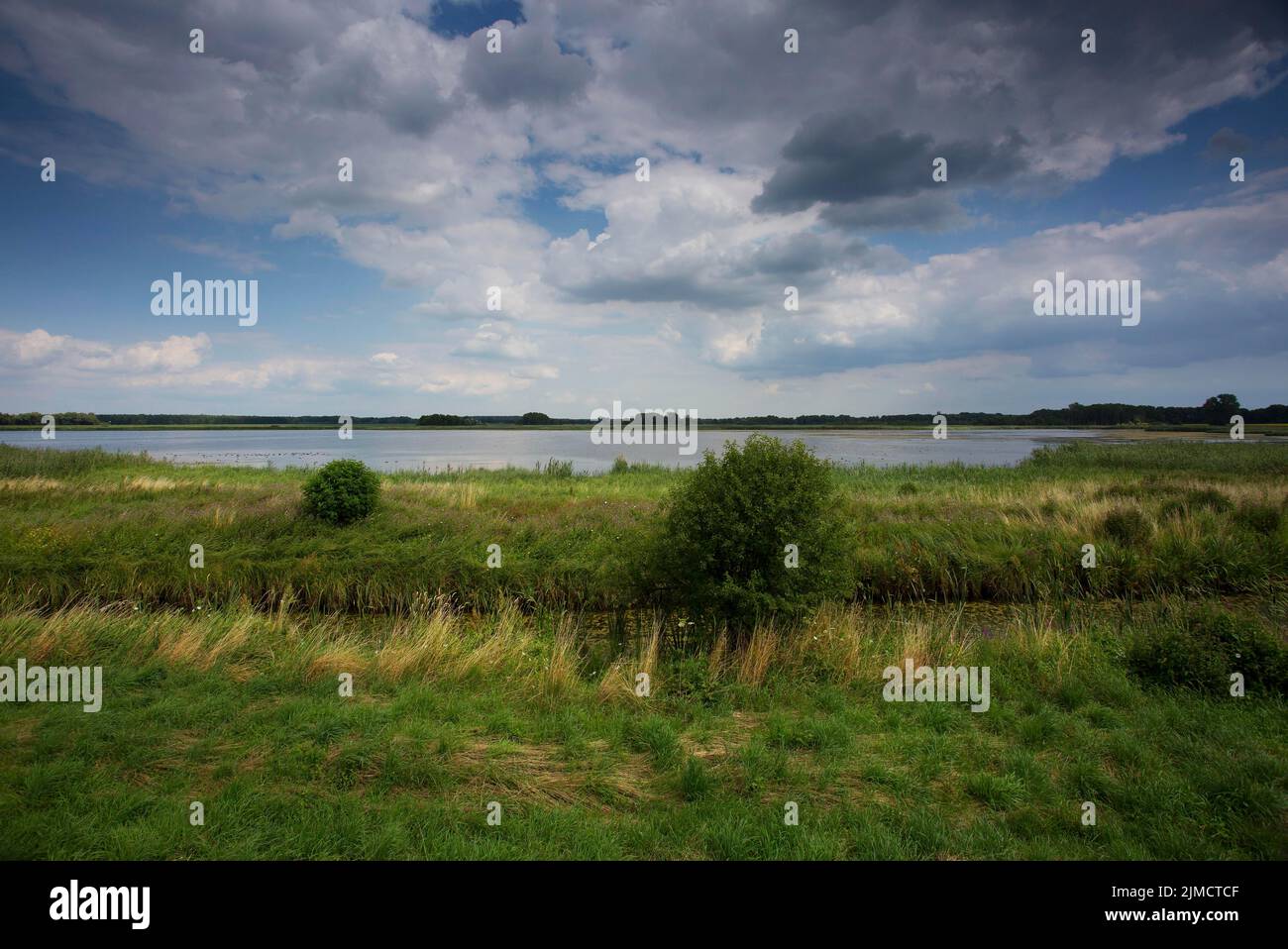 See mit Weidelandschaft, Landkreis Potsdam-Mittelmark, Brandenburg, Deutschland Stockfoto