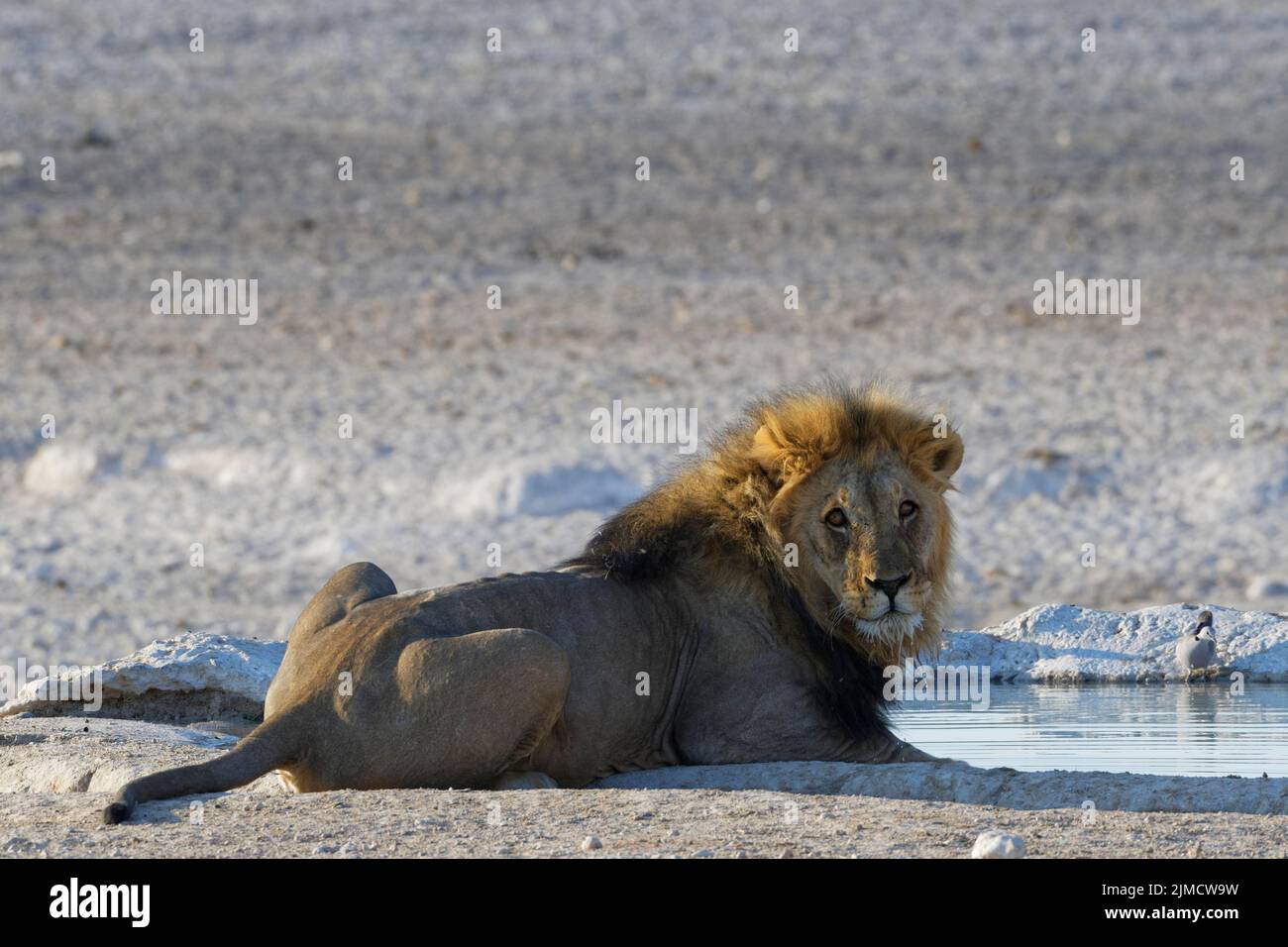 Afrikanischer Löwe (Panthera leo), liegend erwachsener Mann, trinkt am Wasserloch, Alarm, Etosha-Nationalpark, Namibia, Afrika Stockfoto