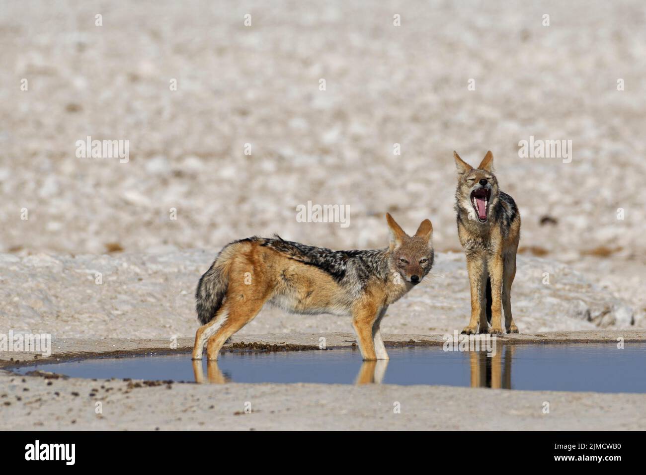 Schwarzrückenschakale (Canis mesomelas), zwei Erwachsene am Wasserloch, einer im Wasser, wachsam, der andere gähnend, Etosha National Park, Namibia, Afrika Stockfoto