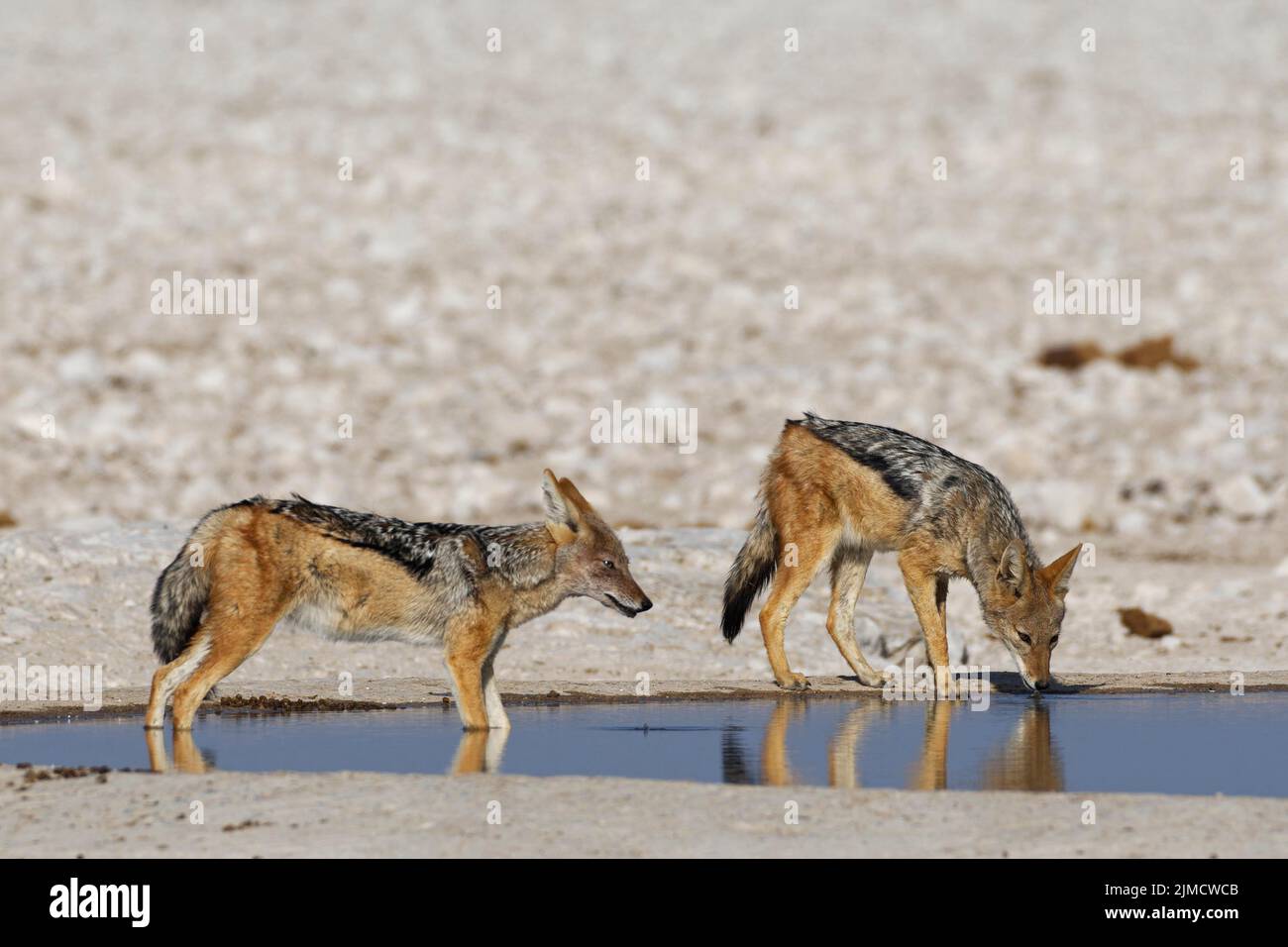 Schwarzrückenschakale (Canis mesomelas), zwei Erwachsene am Wasserloch, einer trinkt, der andere im Wasser, Alarm, Etosha Nationalpark, Namibia, Afrika Stockfoto