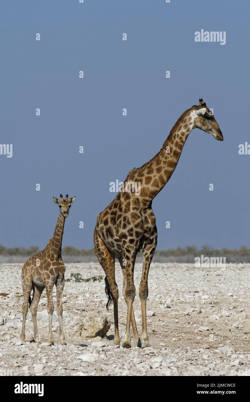 Angolanische Giraffen (Giraffa camelopardalis angolensis), erwachsenes Männchen und Fohlen am Wasserloch, Etosha National Park, Namibia, Afrika Stockfoto