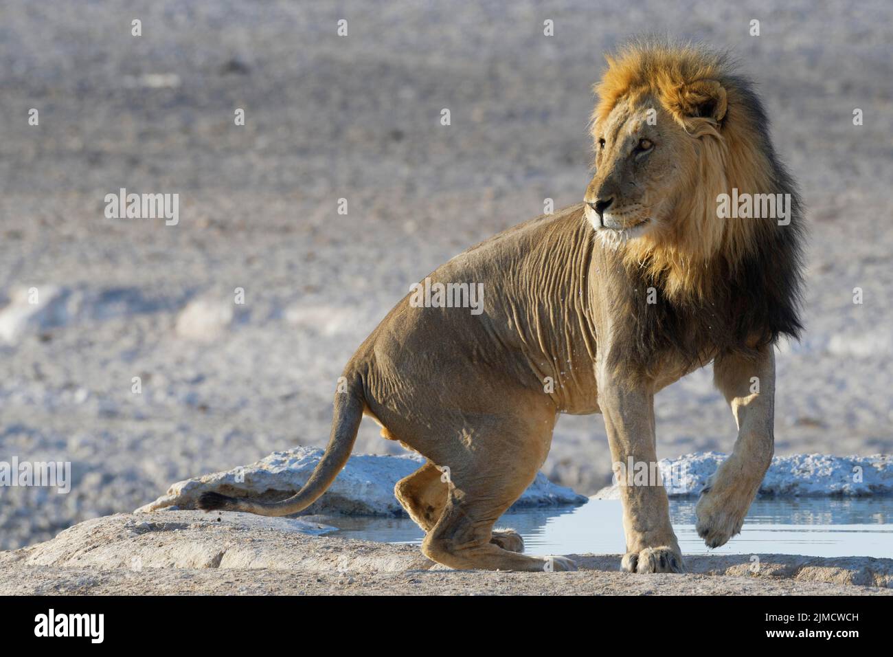 Afrikanischer Löwe (Panthera leo), liegender erwachsener männlicher Löwe, der aufsteigt, am Wasserloch, Alarm, Etosha National Park, Namibia, Afrika Stockfoto