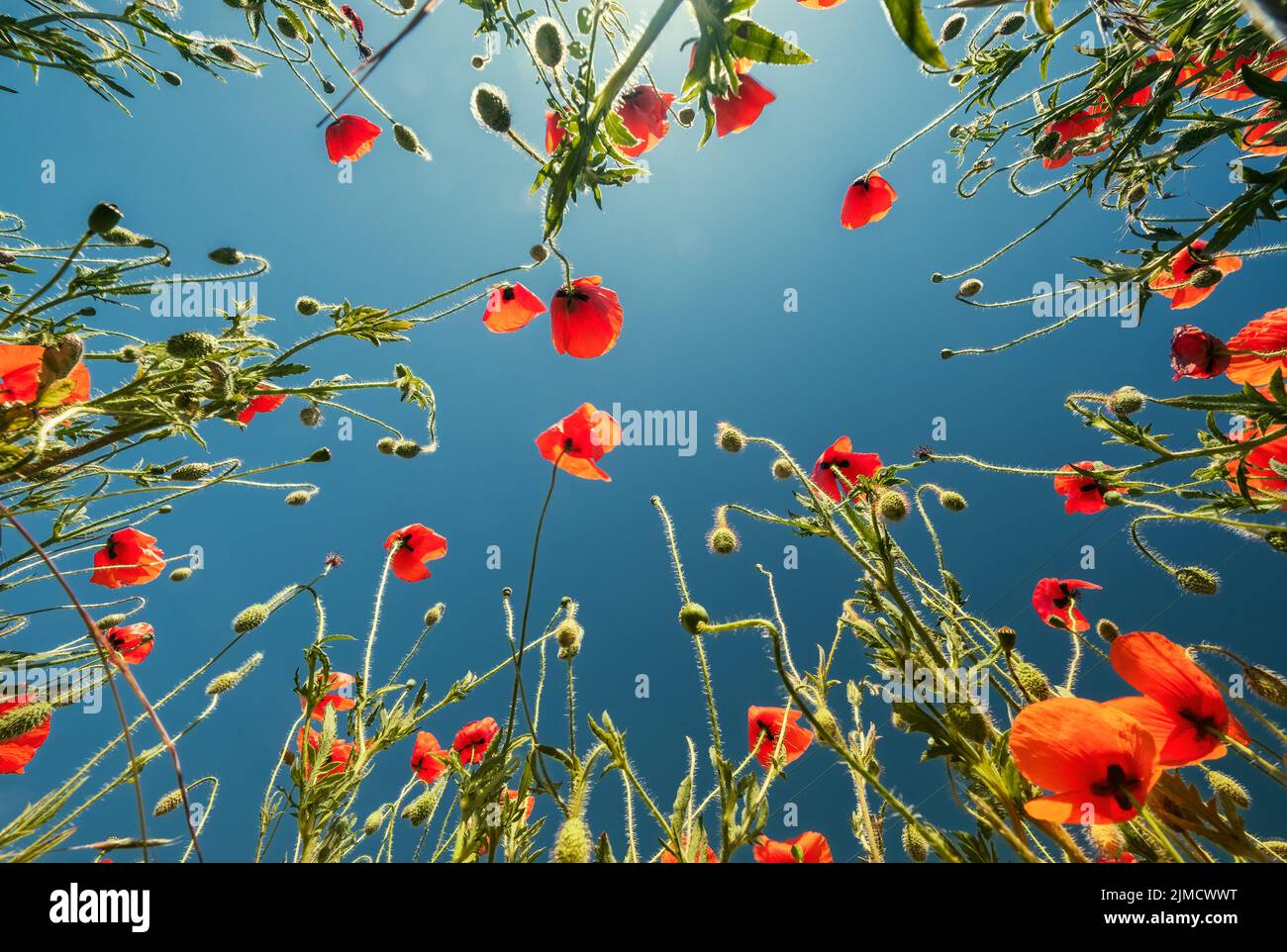 Von unten auf rote Mohnblumen und blauen Himmel Stockfoto