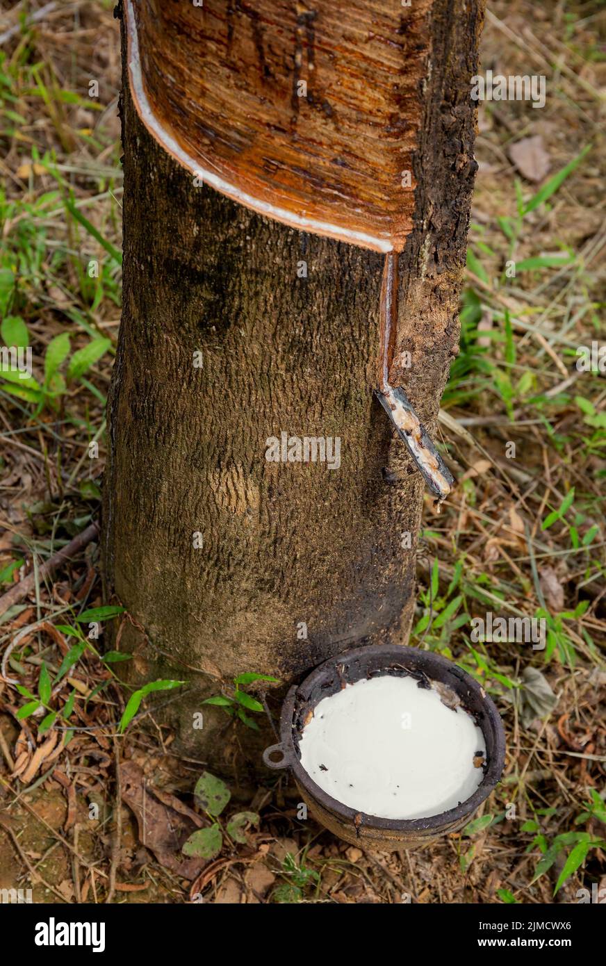 Naturlatex tropft vom Gummibaum Stockfoto