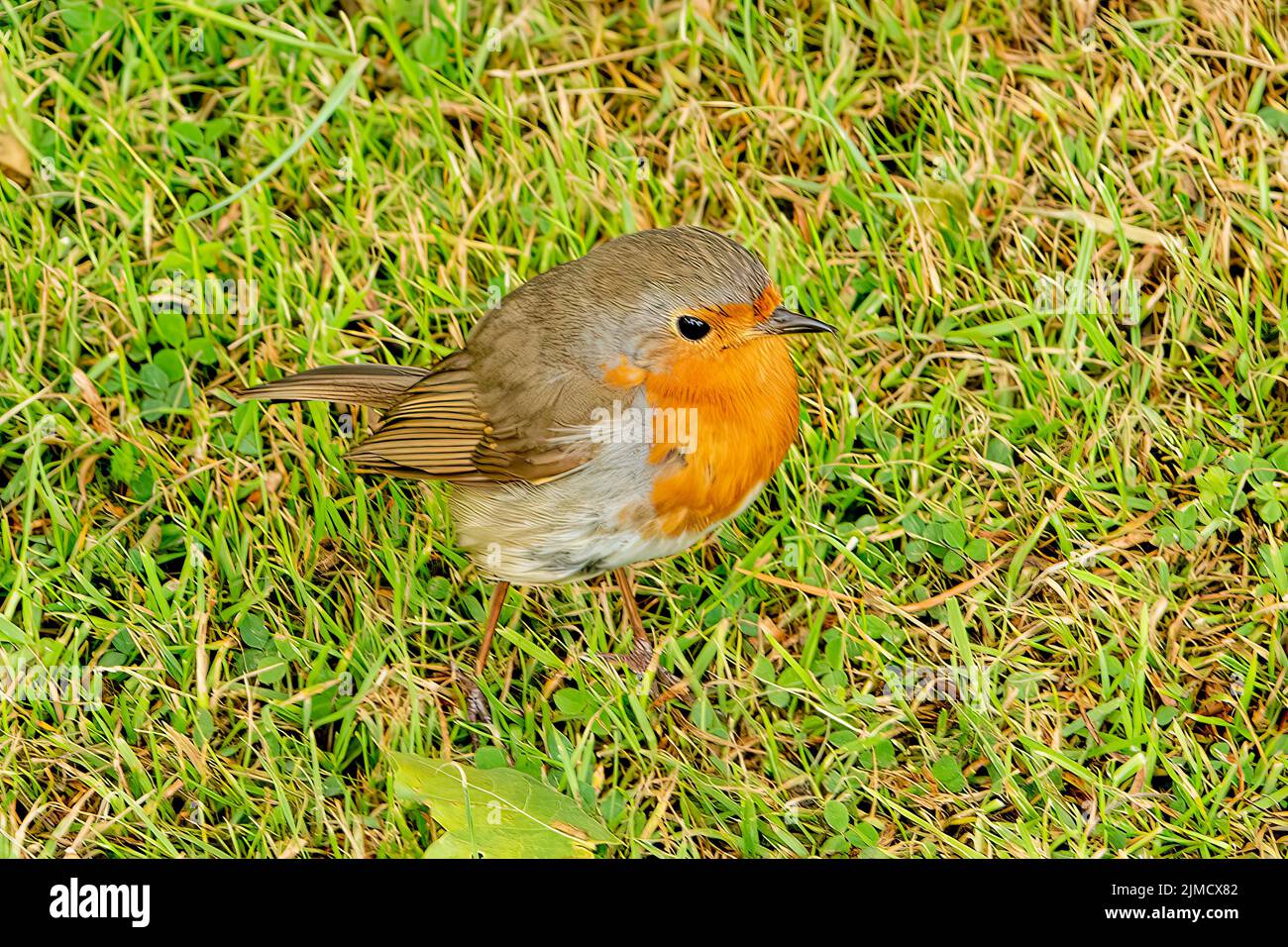 Rotkehlchen, Erithacus rubecula Stockfoto