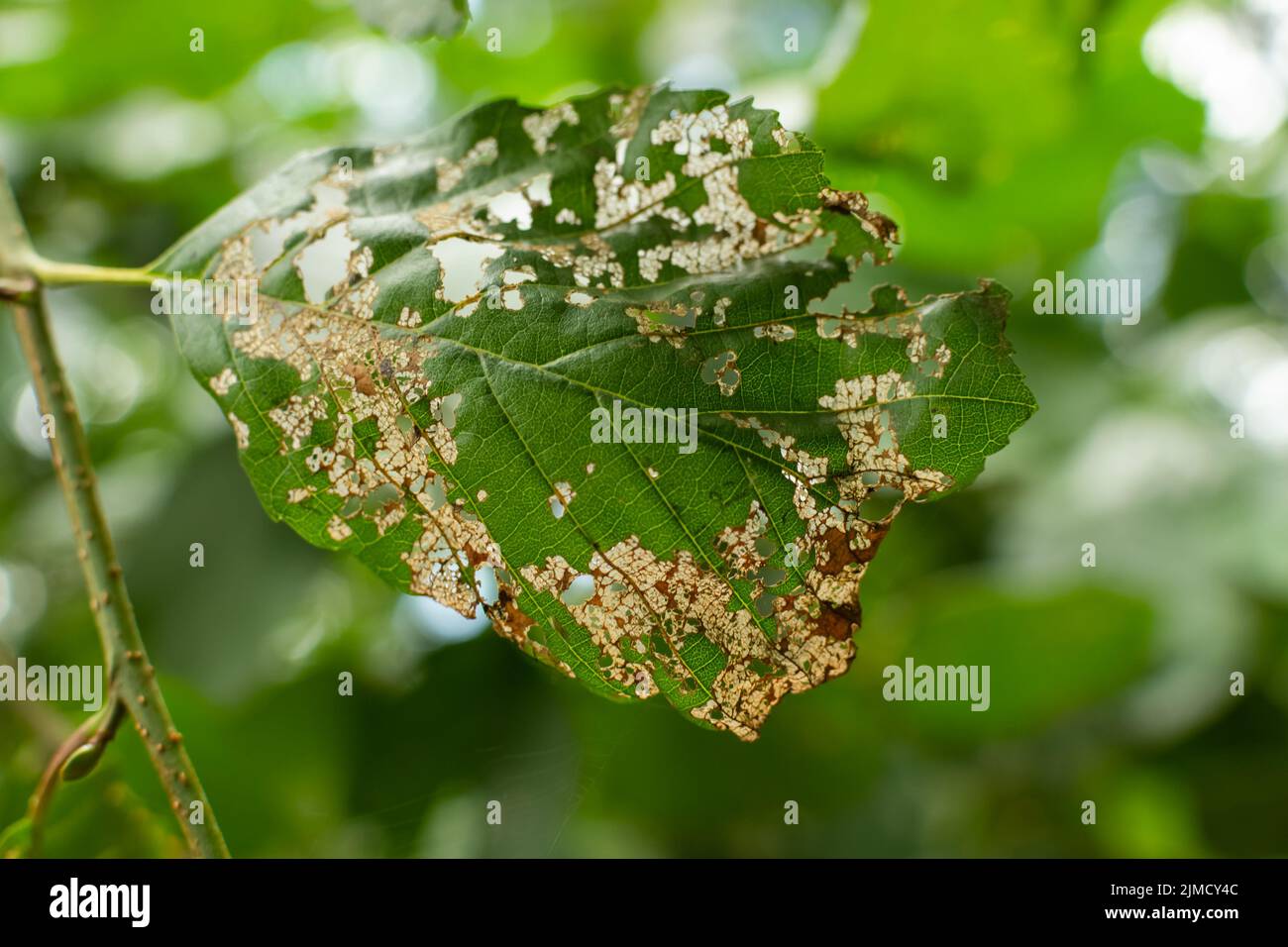 Grünes Blatt, das Schäden durch Insekten zeigt Stockfoto
