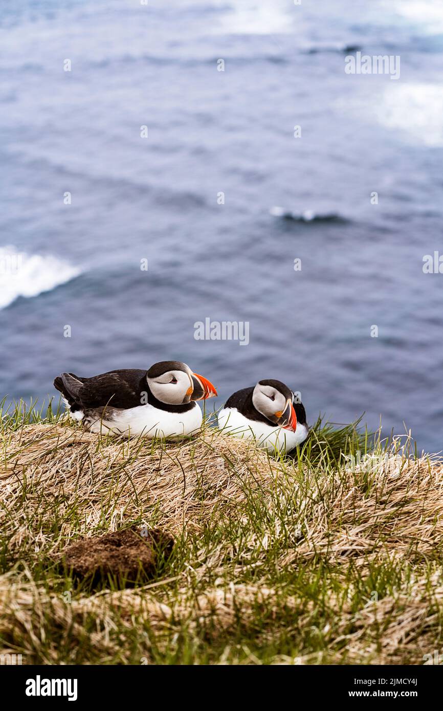 Wilde Atlantische Papageitaucher mit roten Schnäbeln und weißen Federn, die an einer grasbewachsenen Küste in der Nähe des plätschernden Meeres im Küstengebiet Islands sitzen Stockfoto