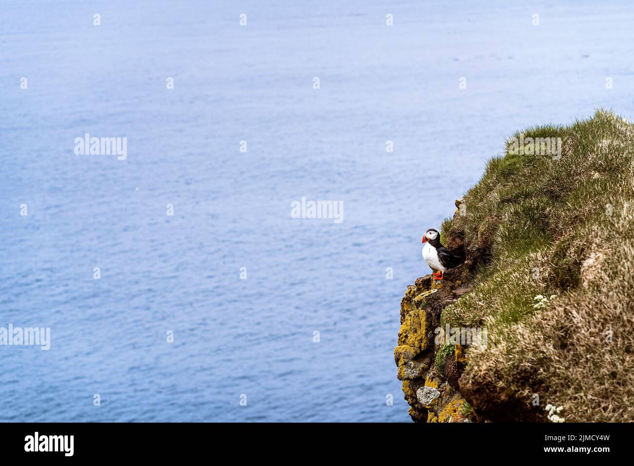 Wilder Atlantischer Papageientaucher mit rotem Schnabel und weißen Federn an der grasbewachsenen Küste in der Nähe des plätschernden Meeres im Küstengebiet Islands Stockfoto