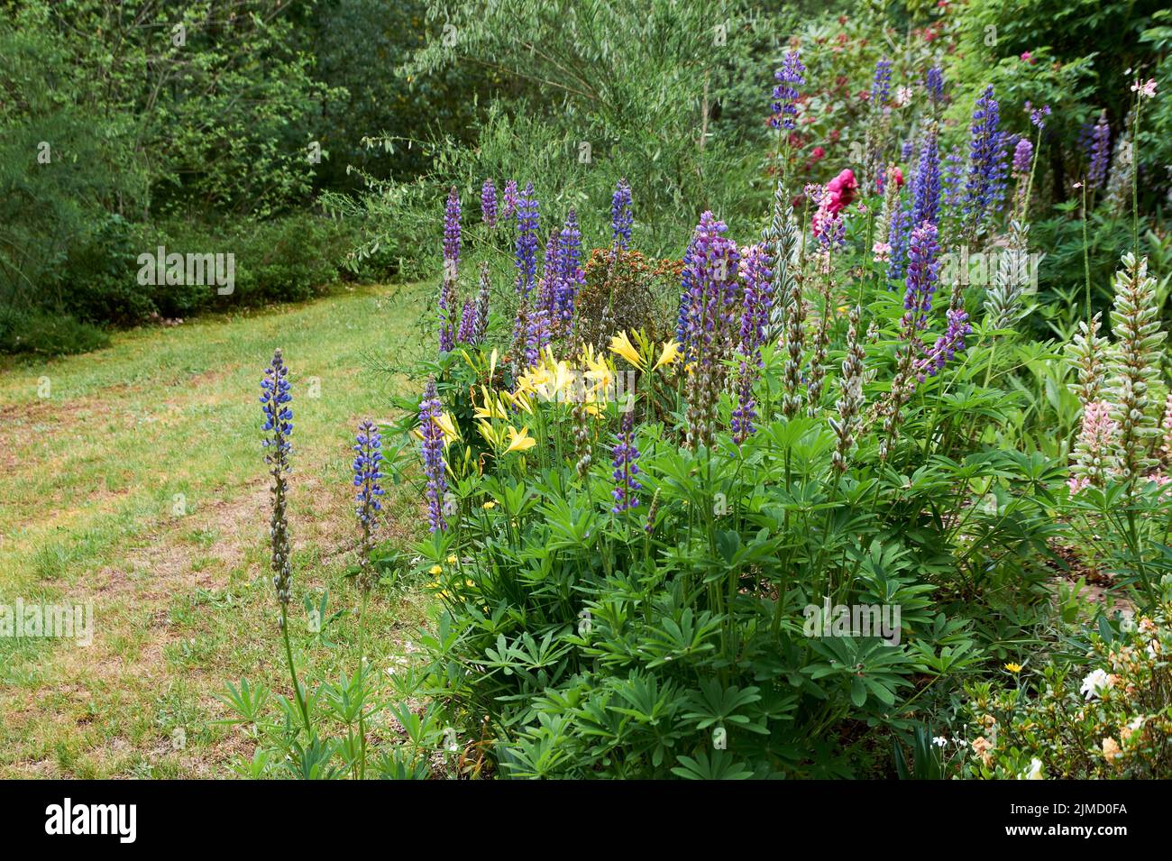 Blhende Lupine Blumen. Ein Feld von Lupinen. Violette und rosa Lupine ...