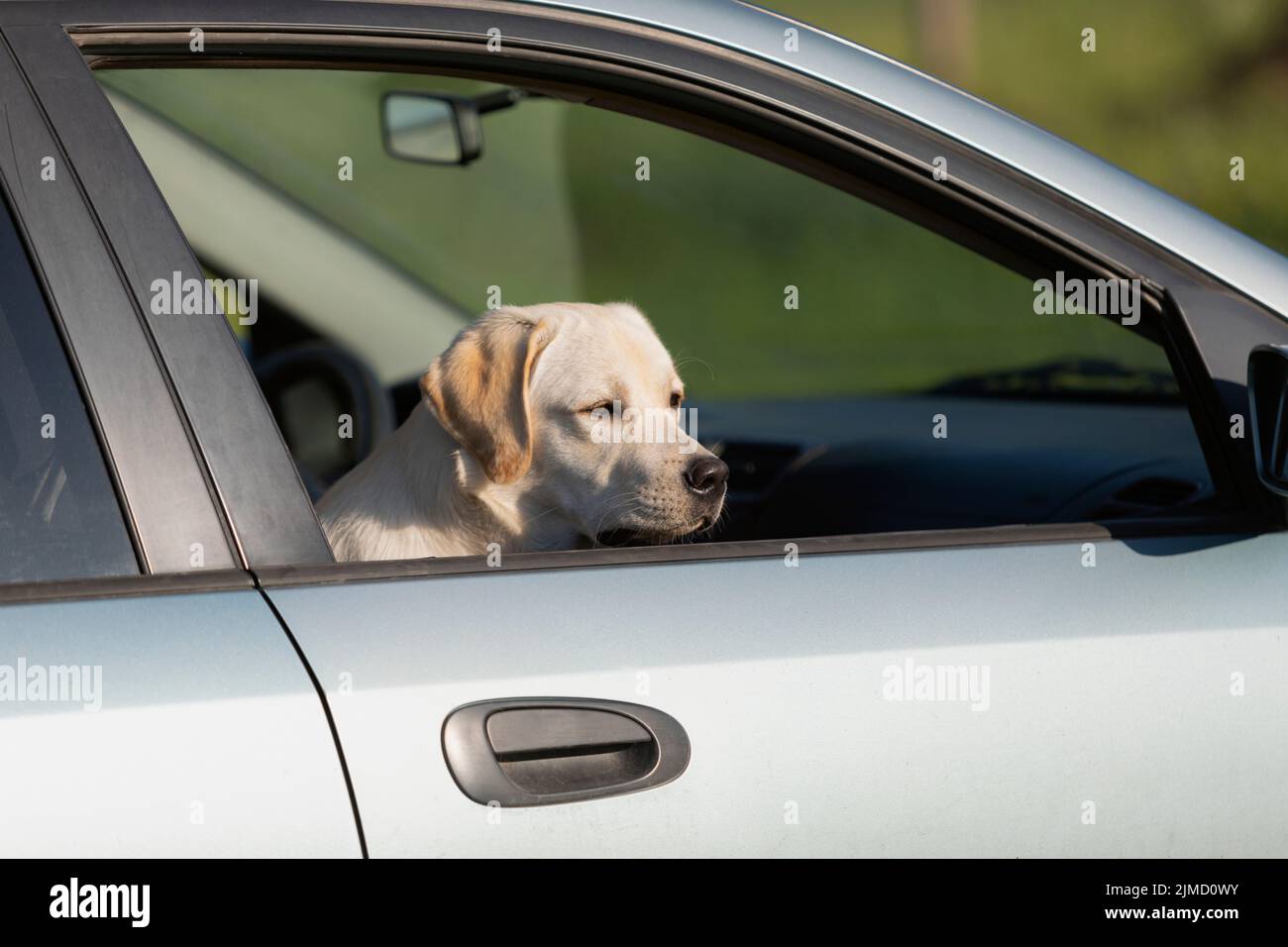 Transport des Hundes im Auto - Labrador Laika