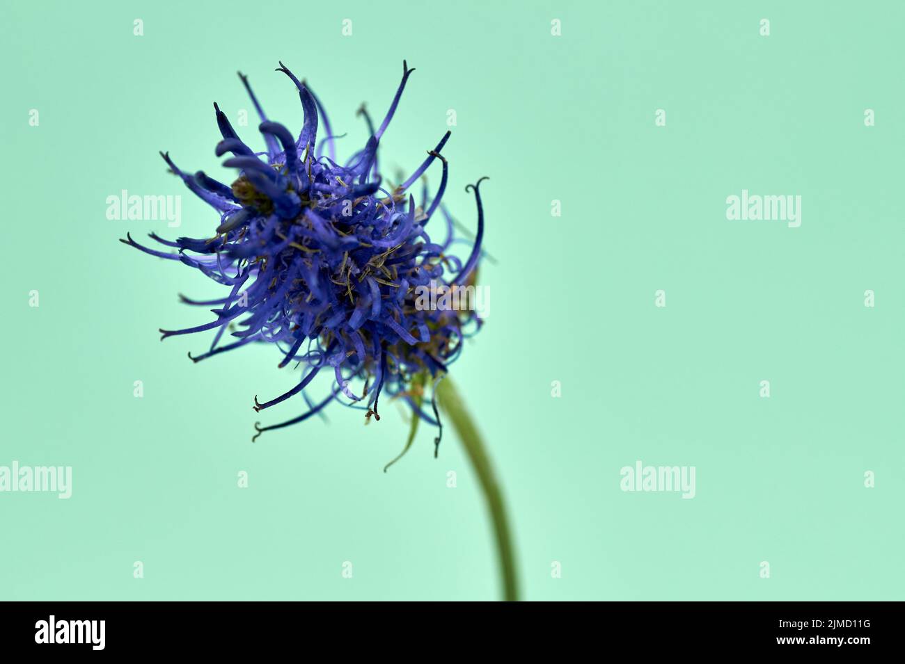 Blume des schwarzen Rampions Phyteuma nigrum , eine Pflanze in den Alpen in Europa. Stockfoto