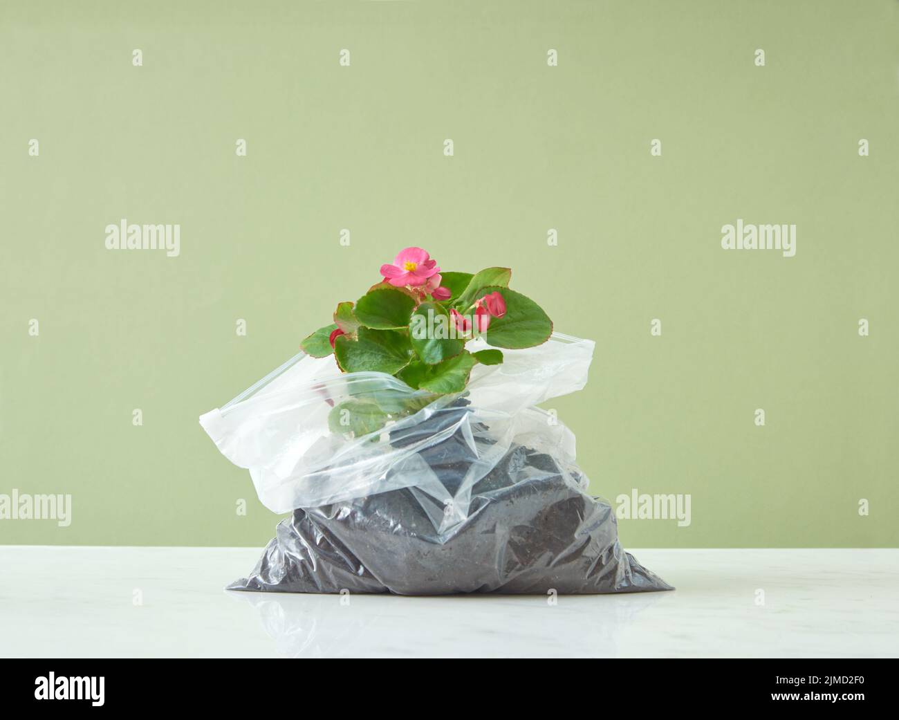 Blühende immergrüne Zimmerpflanze in einer Plastiktüte auf einem duotone Hintergrund. Stockfoto