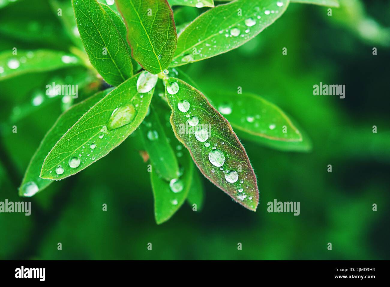 Grünes Blatt mit Wassertropfen nach Regen, Nahaufnahme Stockfoto