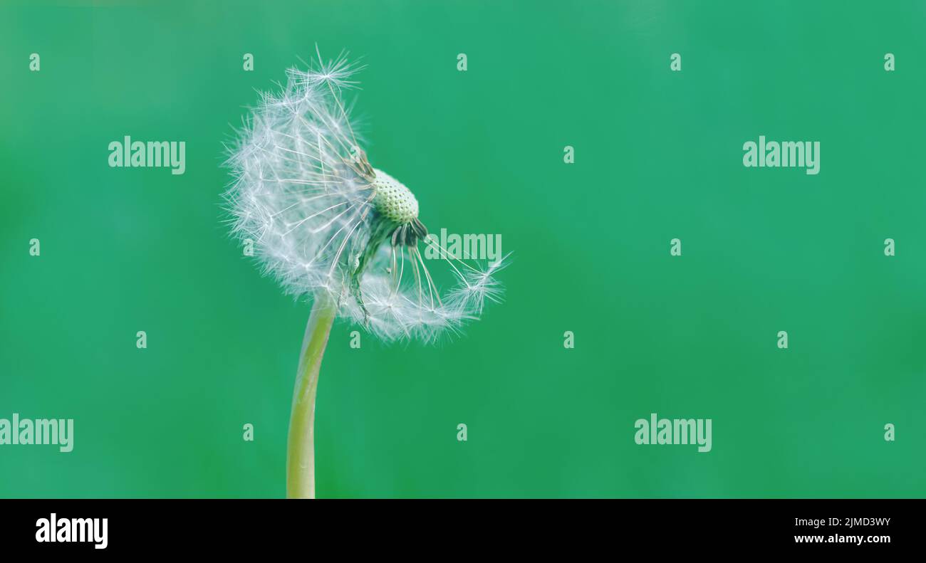Löchenkugel auf grünem Hintergrund, Löchenkugel mit Samen Taraxacum officinale halb kahl Stockfoto