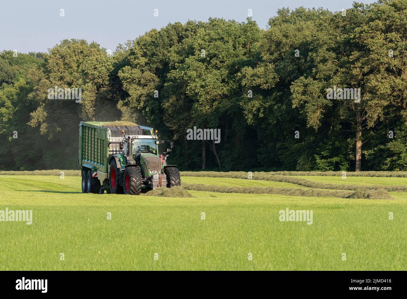 Grüner Traktor nimmt geschnittenes Gras auf Stockfoto