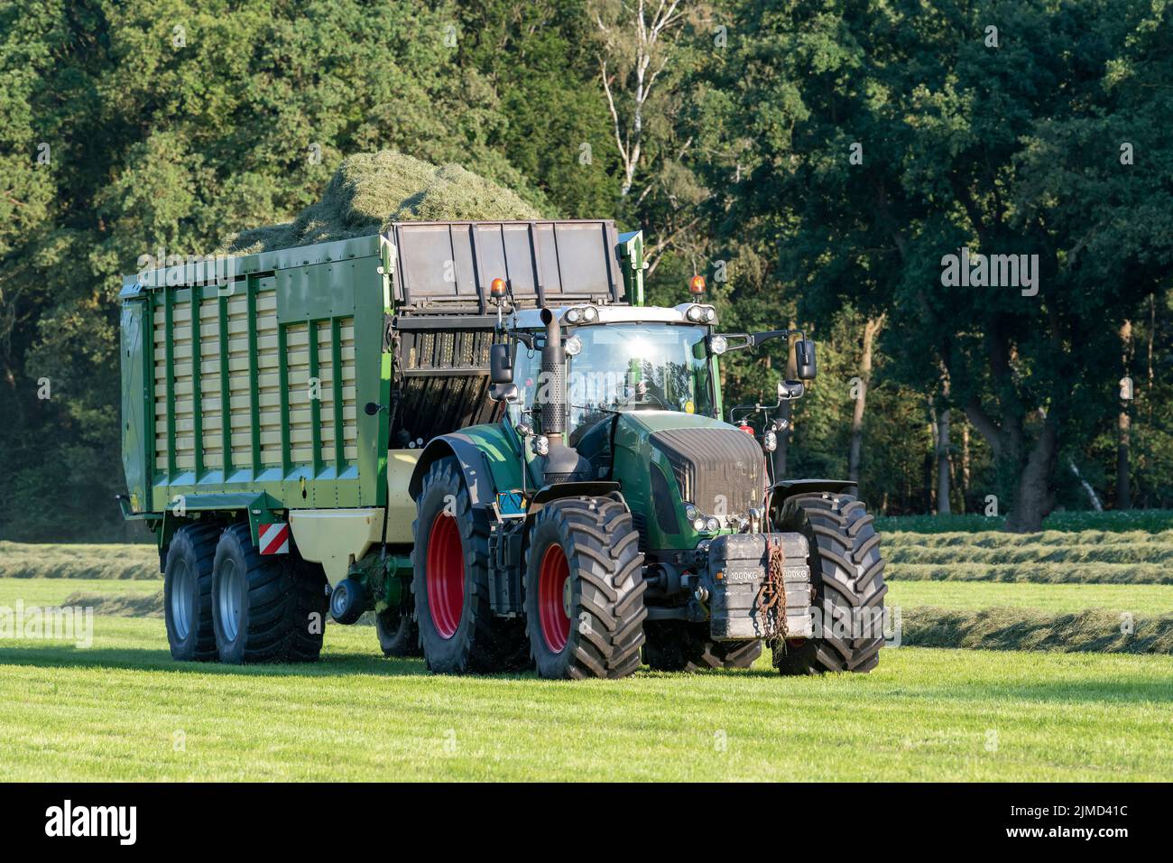 Grüner Traktor nimmt geschnittenes Gras auf Stockfoto