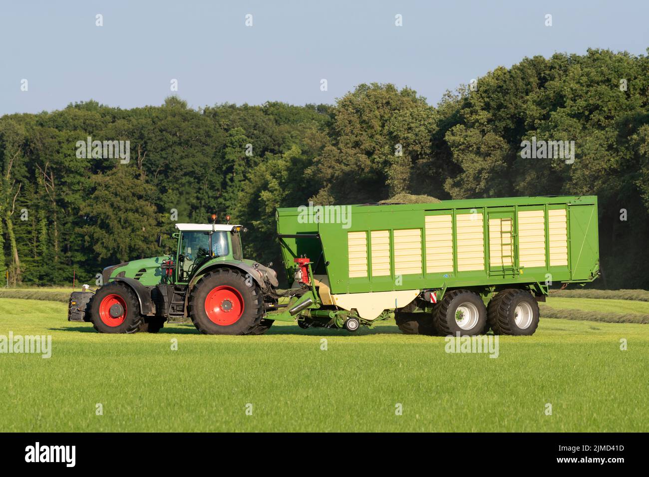 Grüner Traktor nimmt geschnittenes Gras auf Stockfoto