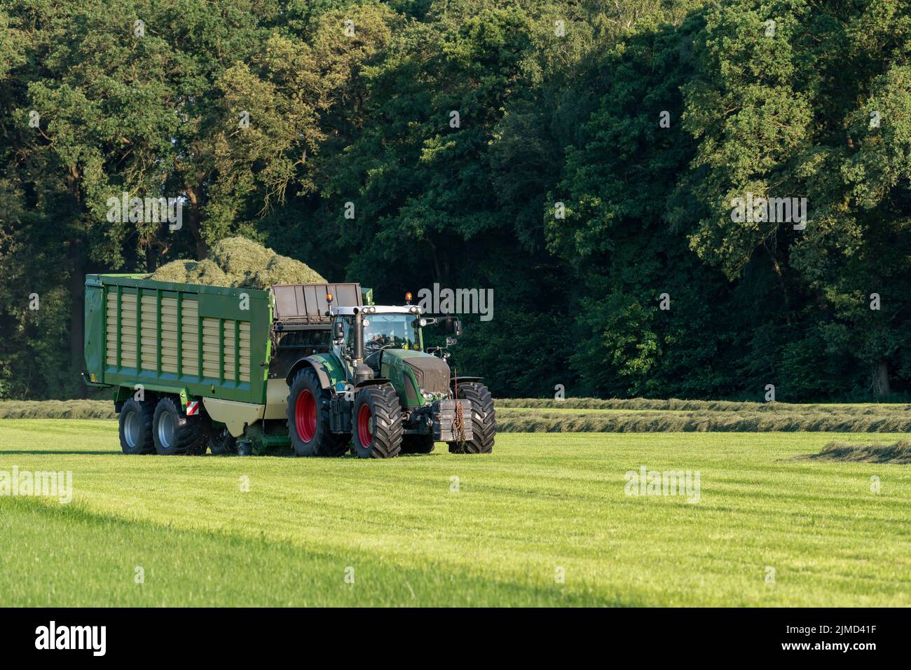 Grüner Traktor nimmt geschnittenes Gras auf Stockfoto