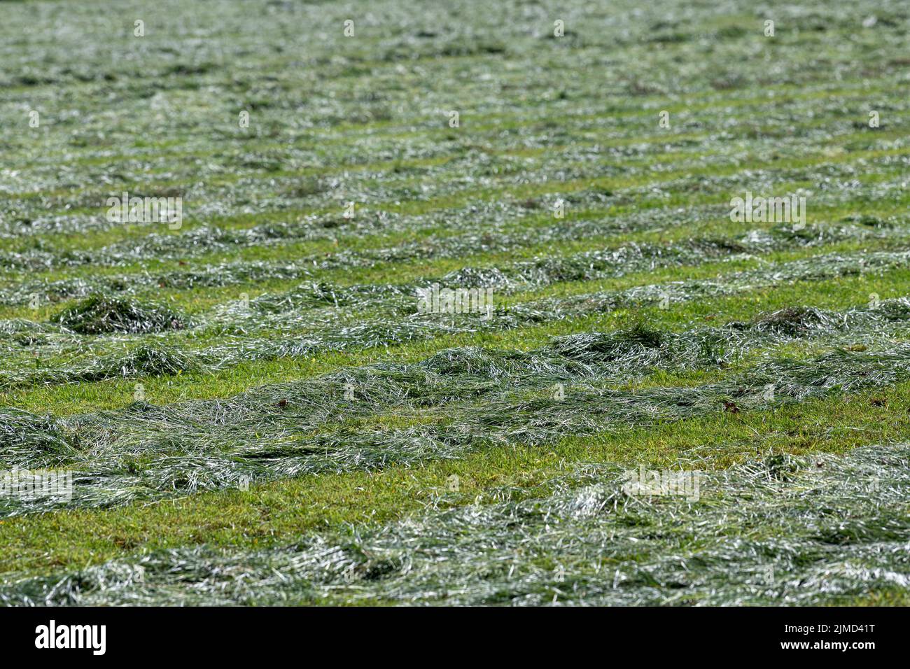 Frisch geschnittenes Gras auf einer Weide in den Niederlanden Stockfoto