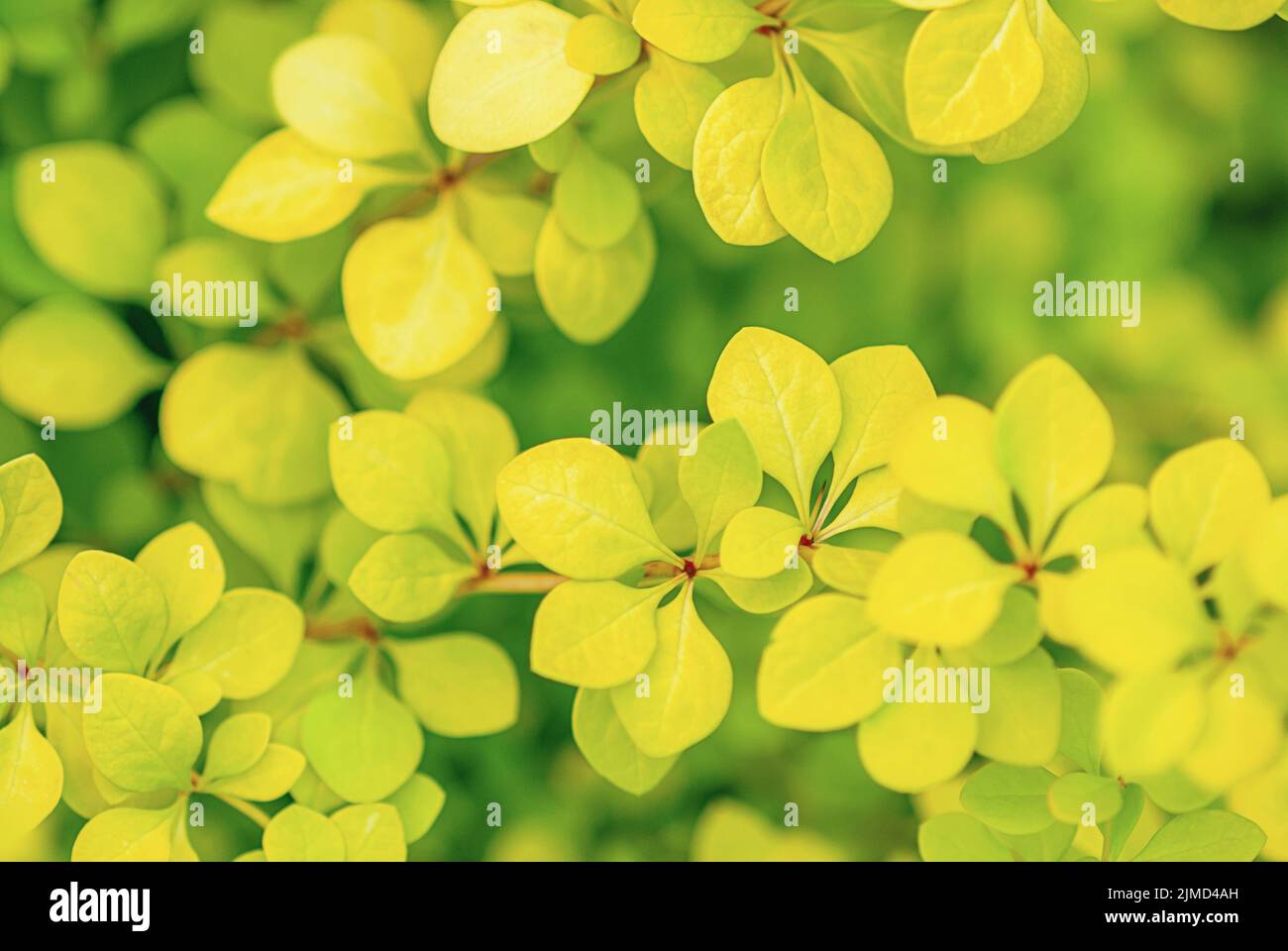 Japanische Berberitze (Berberis thunbergii Aurea) gelblich-grüne Blätter in der Nähe Stockfoto