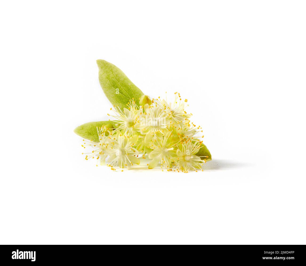 Natürliche Pflanze des blühenden Astes von Linden oder Tilia Baum. Stockfoto