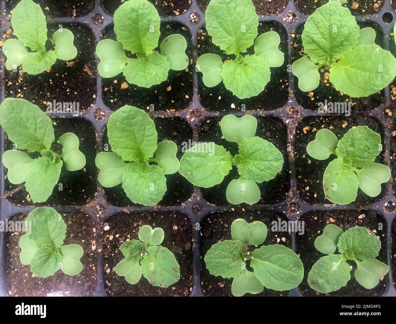 Potting soil -Fotos und -Bildmaterial in hoher Auflösung – Alamy Potting soil -Fotos und -Bildmaterial in hoher Auflösung – Alamy