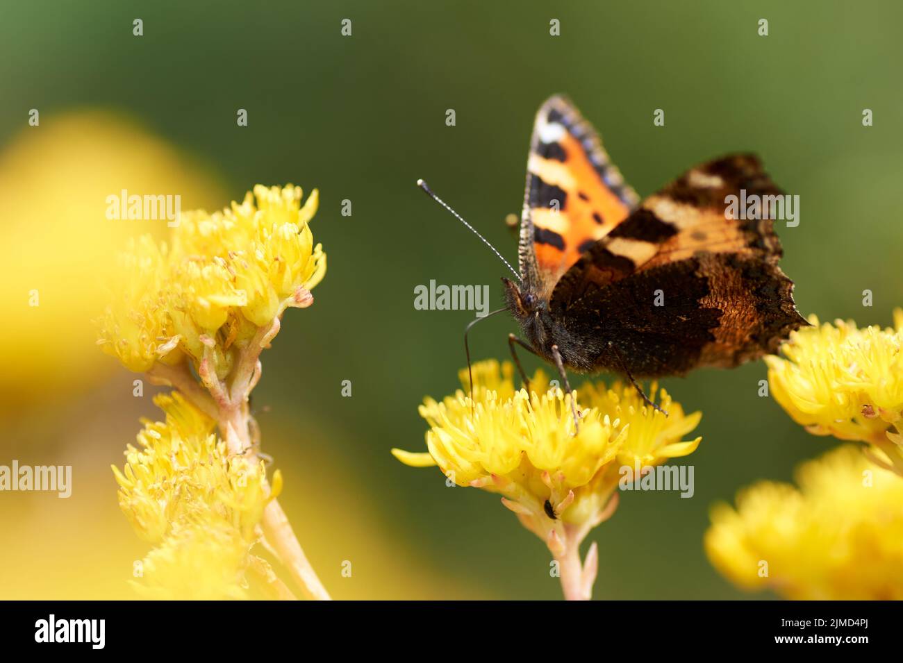 Heller, schöner Schmetterling mit Augen auf den Flügeln auf einer gelben Blume Stockfoto