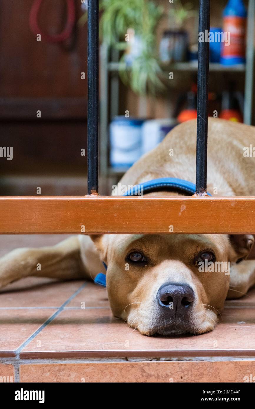 Ein faul aussehender, müde Hund liegt auf dem Boden der Veranda eines Hauses im alten Kakopetriain Zypern Stockfoto