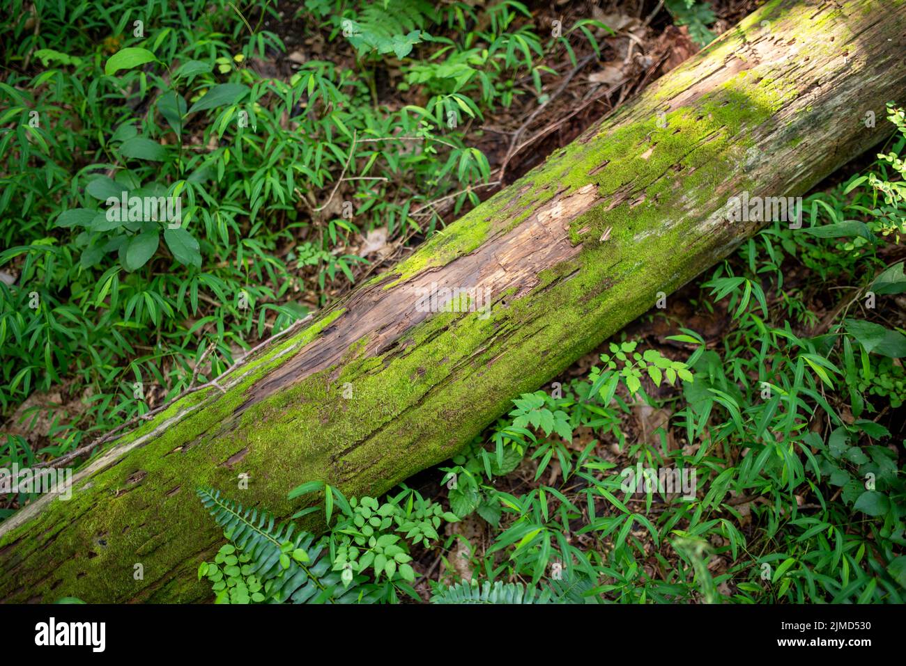 Gefallener Baum auf Waldboden mit Moos und grünen Pflanzen. Stockfoto