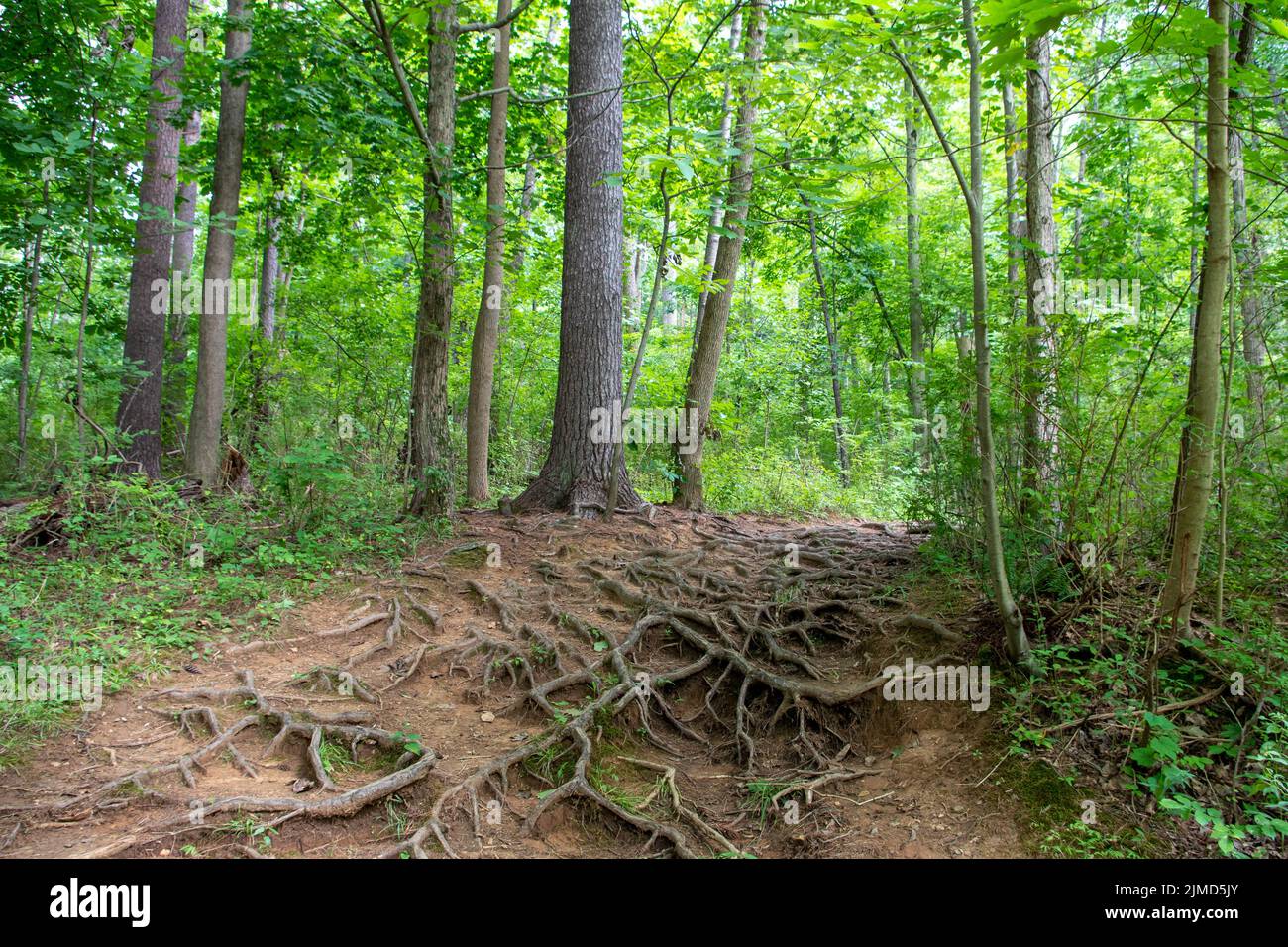 Verworrene Baumwurzeln auf Waldweg. Stockfoto