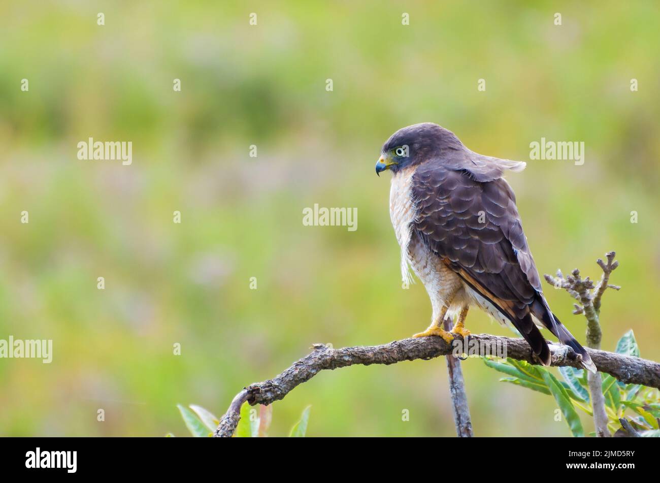Schöner Hawk-Hawk-Vogel oder Roadside Hawk (Rupornis magnirostris) in einem Baum im brasilianischen Feuchtgebiet Stockfoto