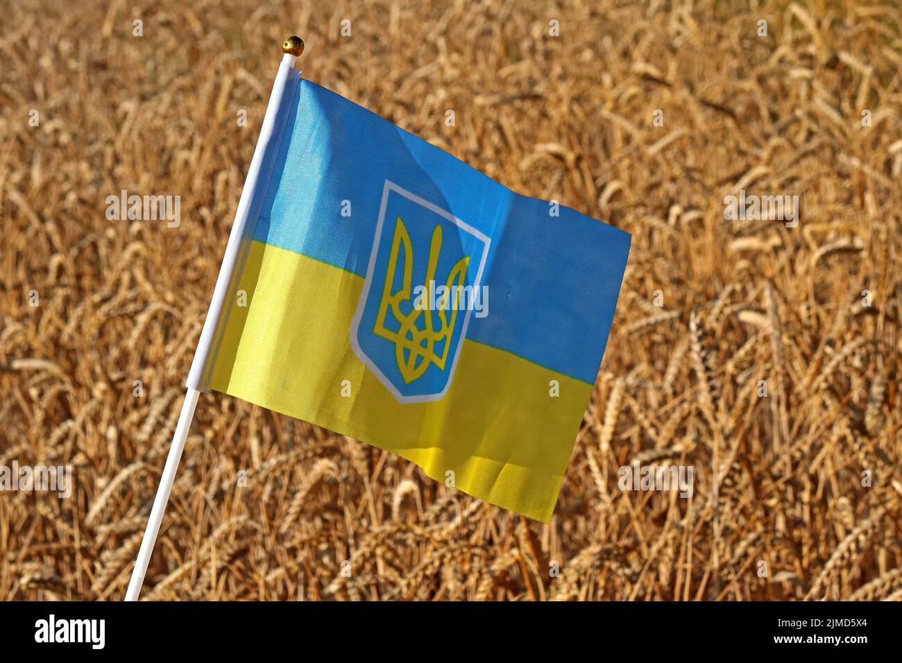 Unter der Flagge der Ukraine mit Getreidekörnern werden landwirtschaftliche Probleme, verringerte Getreideexporte und steigende Lebensmittelpreise wie Brot und Futtermittel hervorgehoben Stockfoto