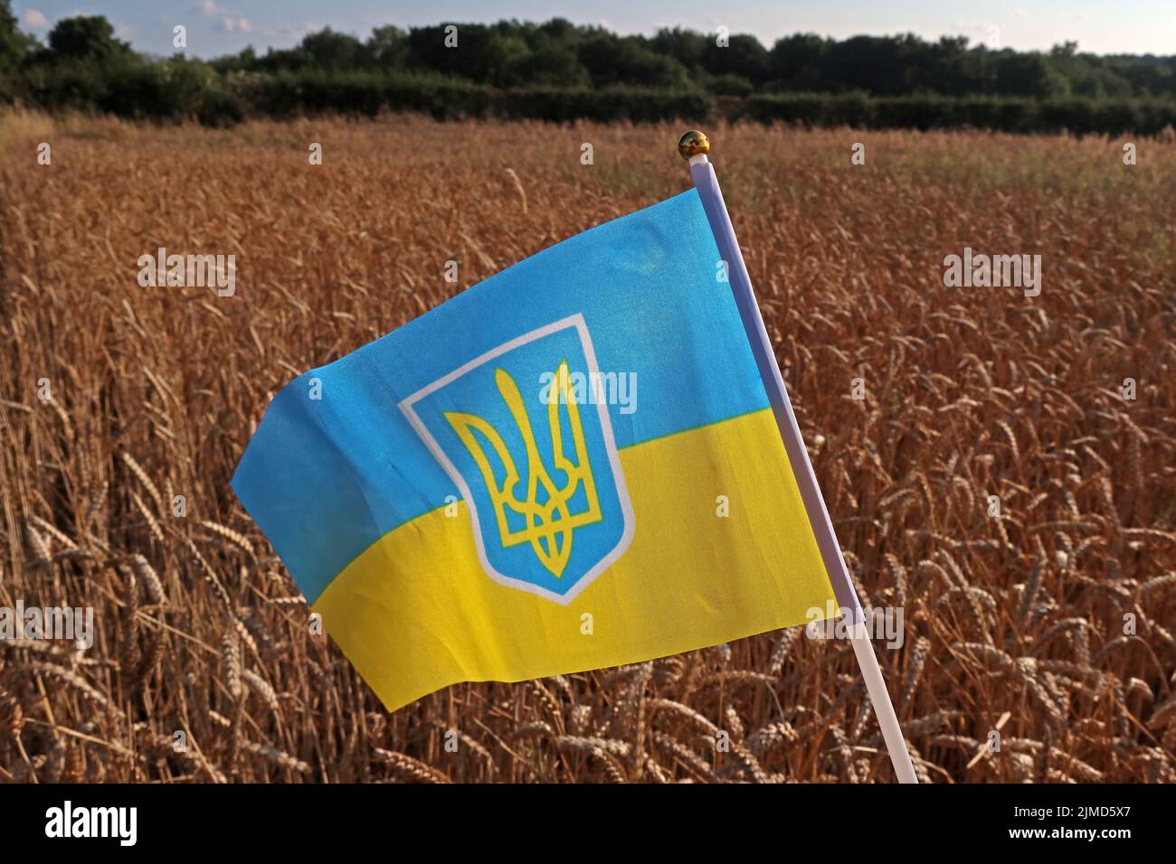 Unter der Flagge der Ukraine mit Getreidekörnern werden landwirtschaftliche Probleme, verringerte Getreideexporte und steigende Lebensmittelpreise wie Brot und Futtermittel hervorgehoben Stockfoto