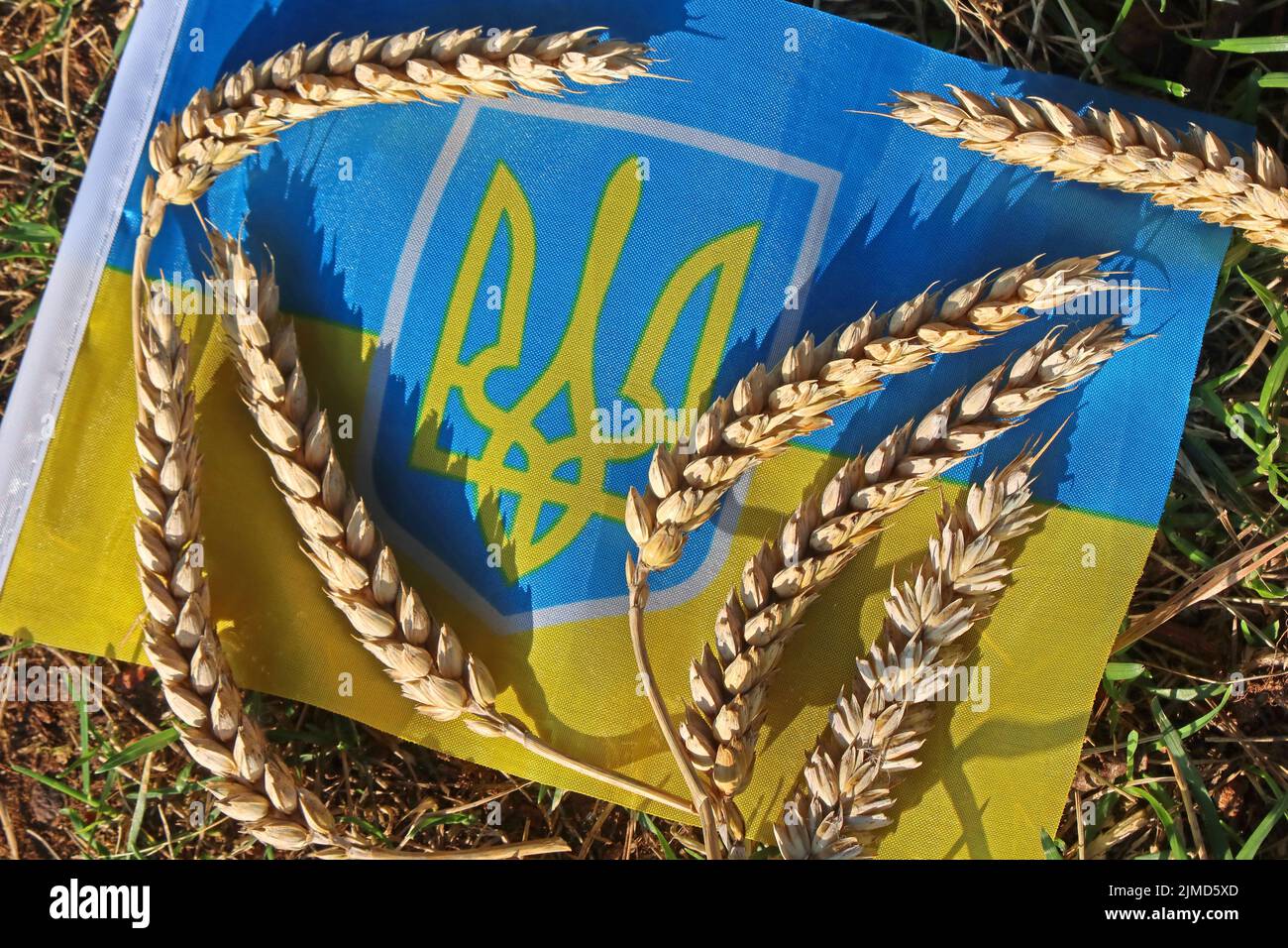 Unter der Flagge der Ukraine mit Getreidekörnern werden landwirtschaftliche Probleme, verringerte Getreideexporte und steigende Lebensmittelpreise wie Brot und Futtermittel hervorgehoben Stockfoto