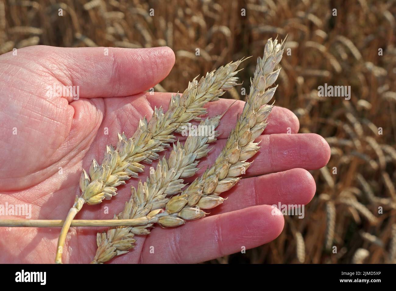Landwirtschaftliche Produktion, die von einem Klima der Erwärmung, Inflation und Krieg in der Ukraine betroffen ist Stockfoto