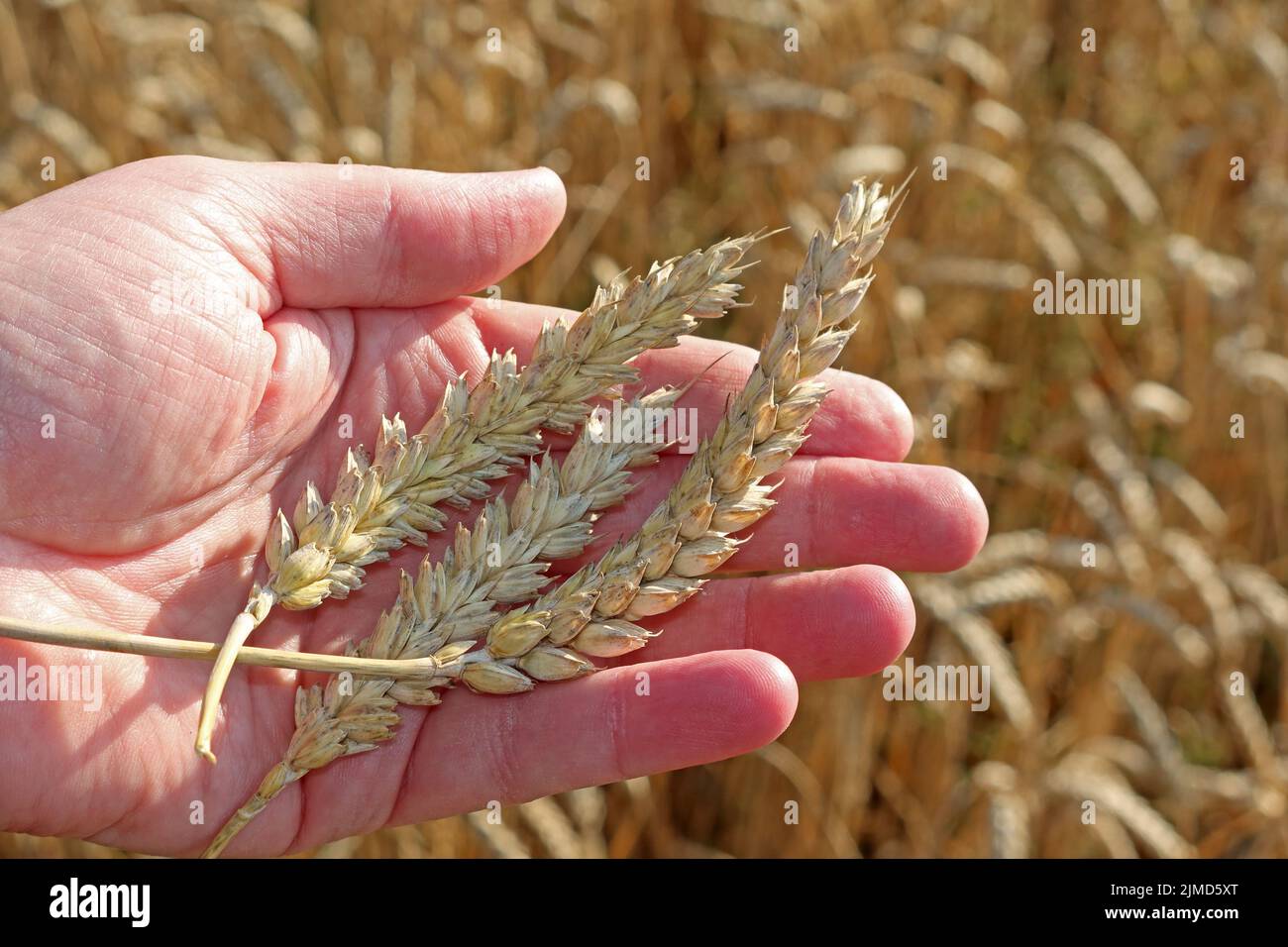 Landwirtschaftliche Produktion, die von einem Klima der Erwärmung, Inflation und Krieg in der Ukraine betroffen ist Stockfoto