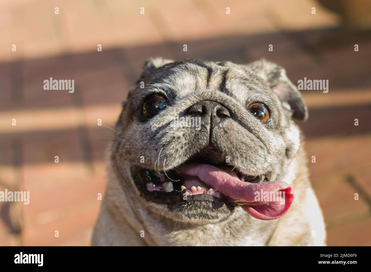 Schöne mops Rasse Hund, Lächeln, Nahaufnahme, Porträt, alten Hund. Stockfoto